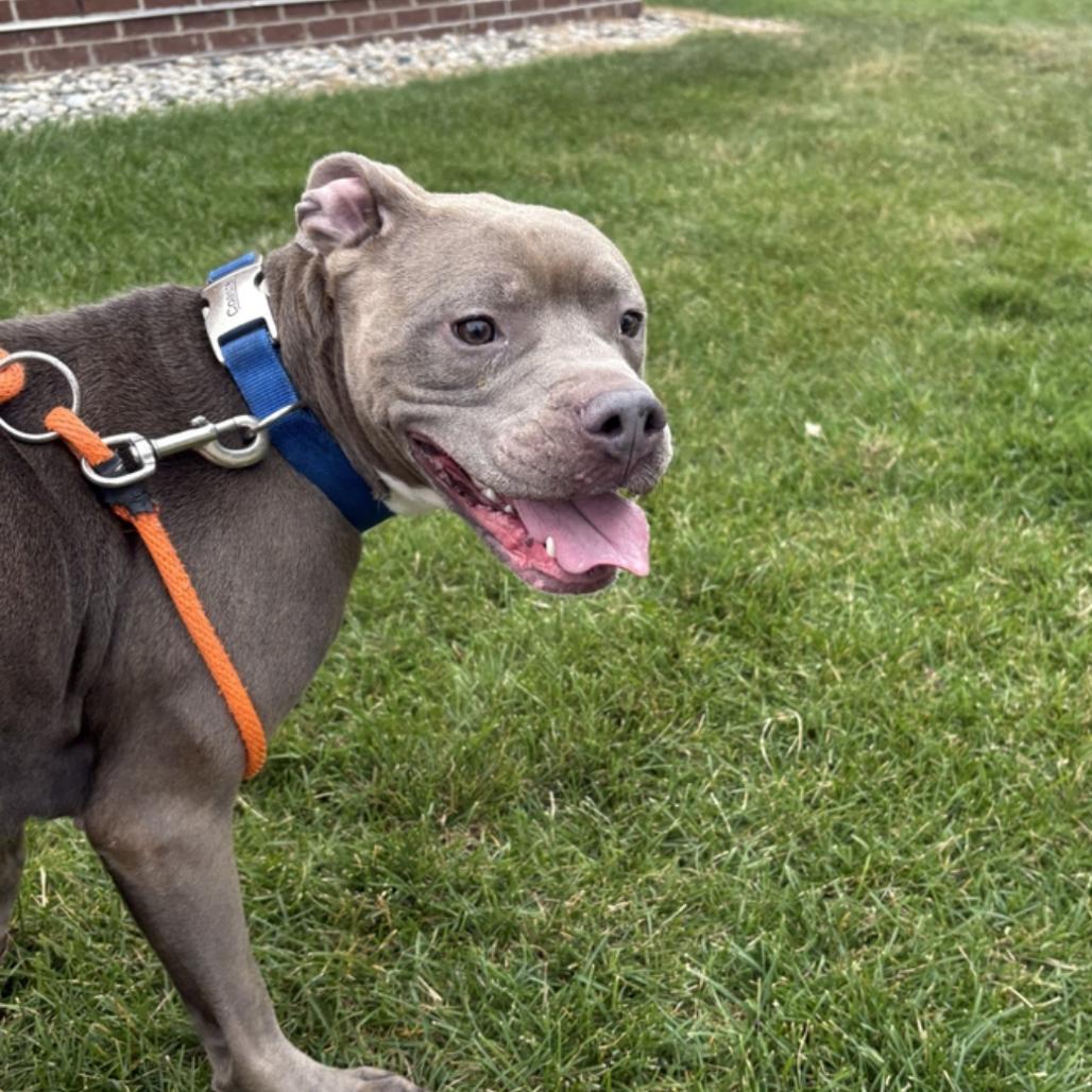 Enlarge Rina, a Adoptable American Staffordshire Terrier in Grand Rapids, MI image 2/6