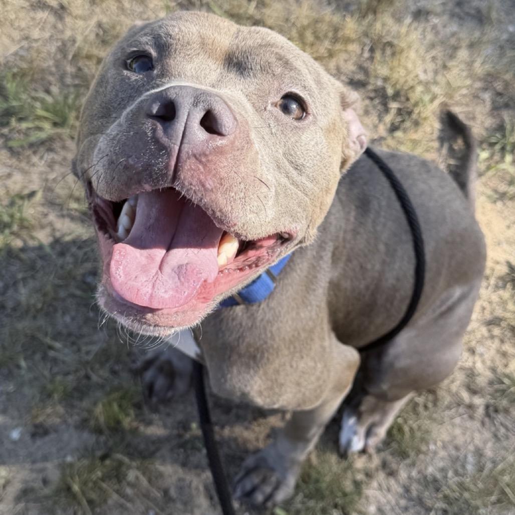Enlarge Rina, a Adoptable American Staffordshire Terrier in Grand Rapids, MI image 3/6