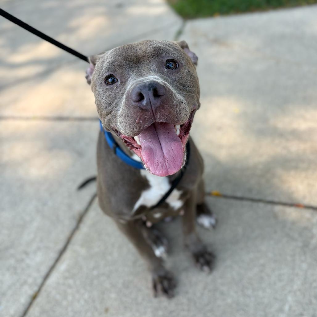 Enlarge Rina, a Adoptable American Staffordshire Terrier in Grand Rapids, MI image 4/6