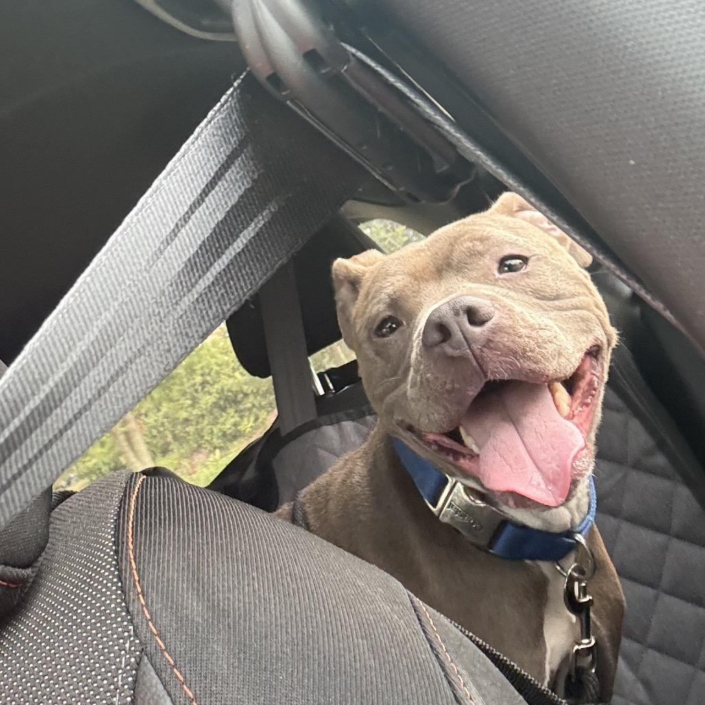 Enlarge Rina, a Adoptable American Staffordshire Terrier in Grand Rapids, MI image 5/6