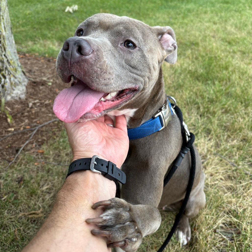 Enlarge Rina, a Adoptable American Staffordshire Terrier in Grand Rapids, MI image 6/6