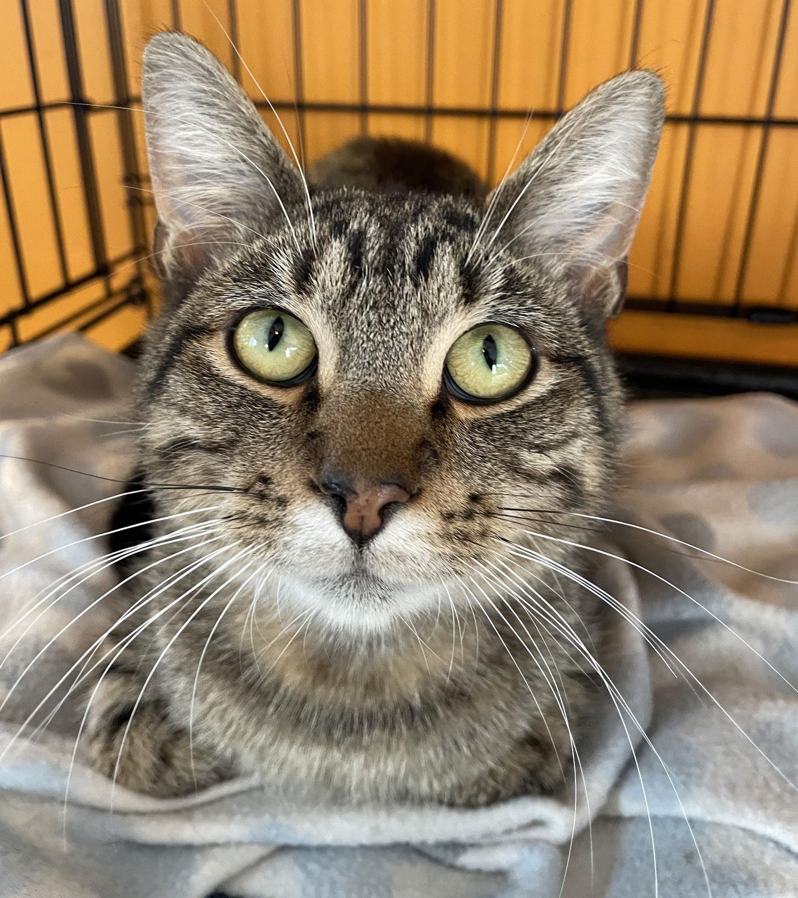 Sphinx, Adoptable, Kitten Male Tabby & Domestic Short Hair.