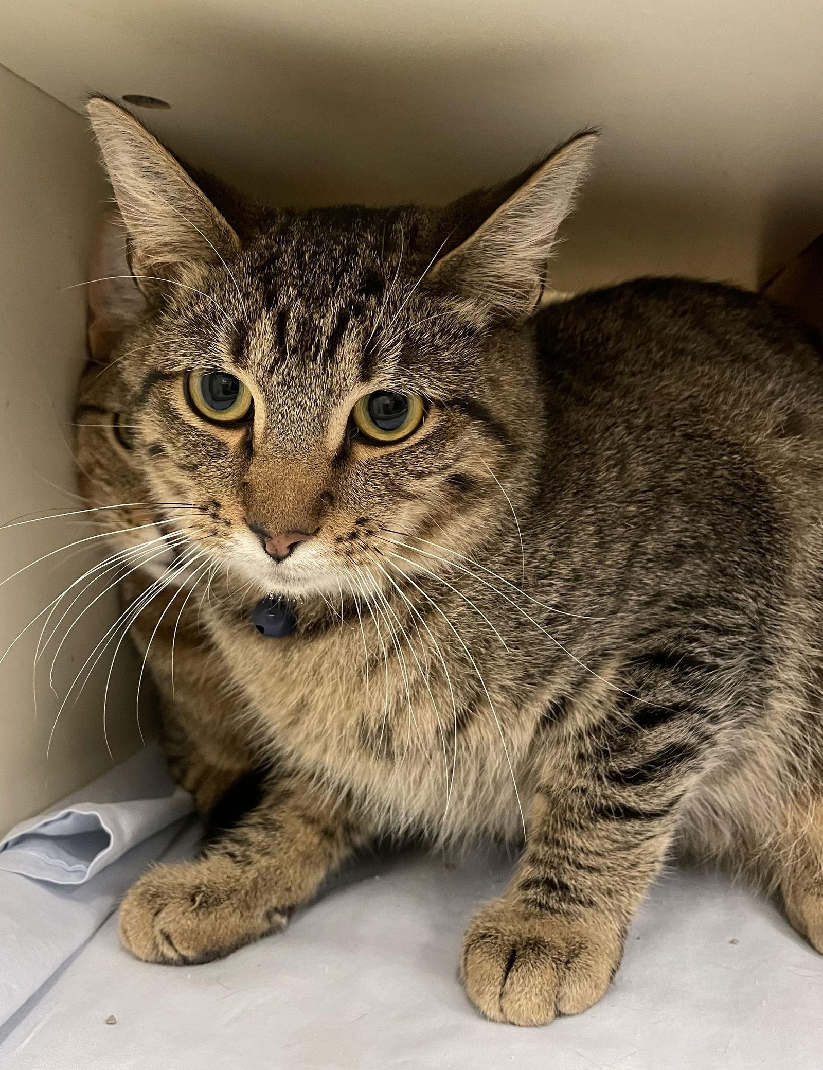 Sphinx, a Adoptable mixed breed in Island Lake, IL image 2/3