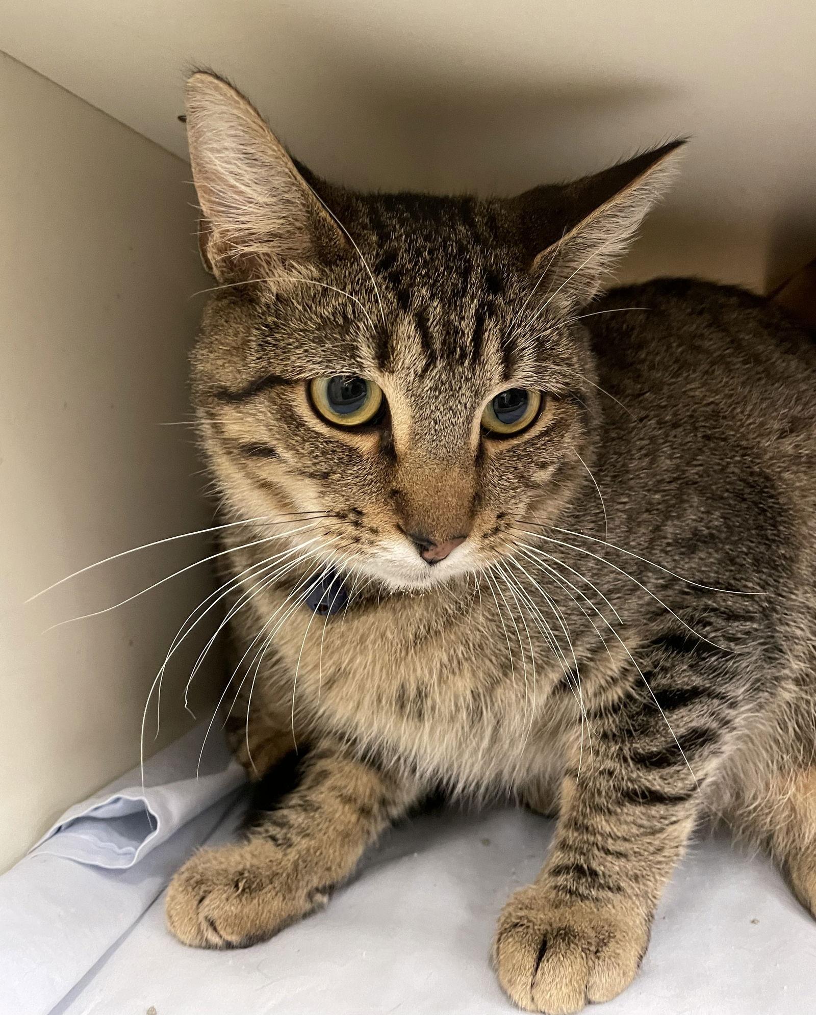 Sphinx, a Adoptable mixed breed in Island Lake, IL image 3/3