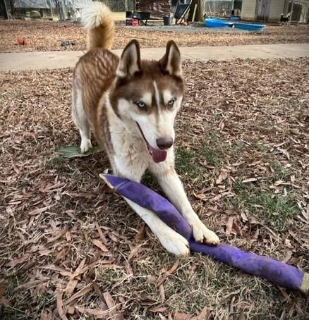 Enlarge JJ, a Adoptable Siberian Husky in Snow Camp, NC image 2/3