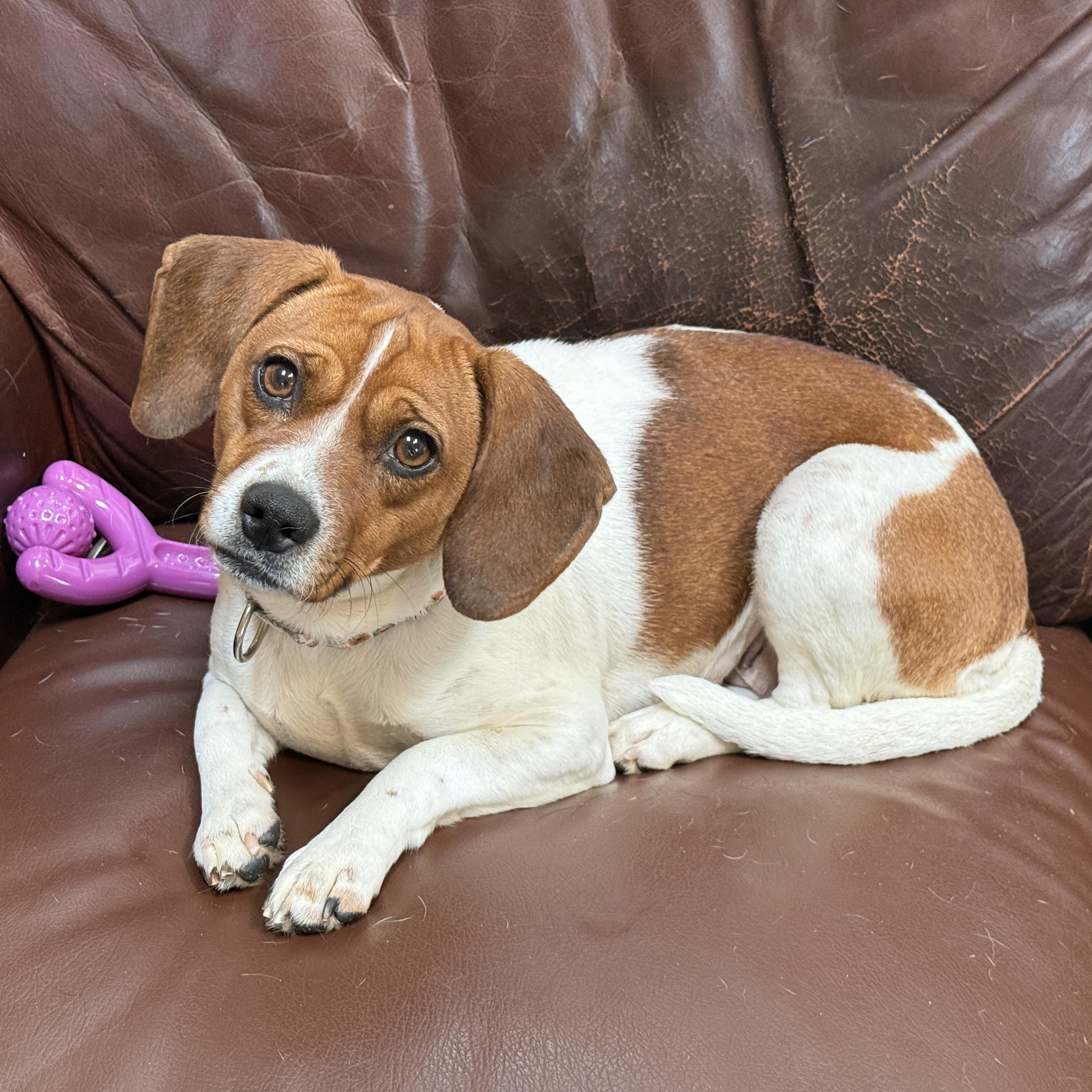 Ember, ADOPTABLE, Adult Female Beagle.