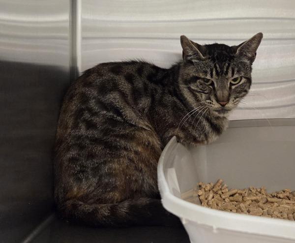 Yuval, Adoptable, Adult Male Domestic Short Hair.