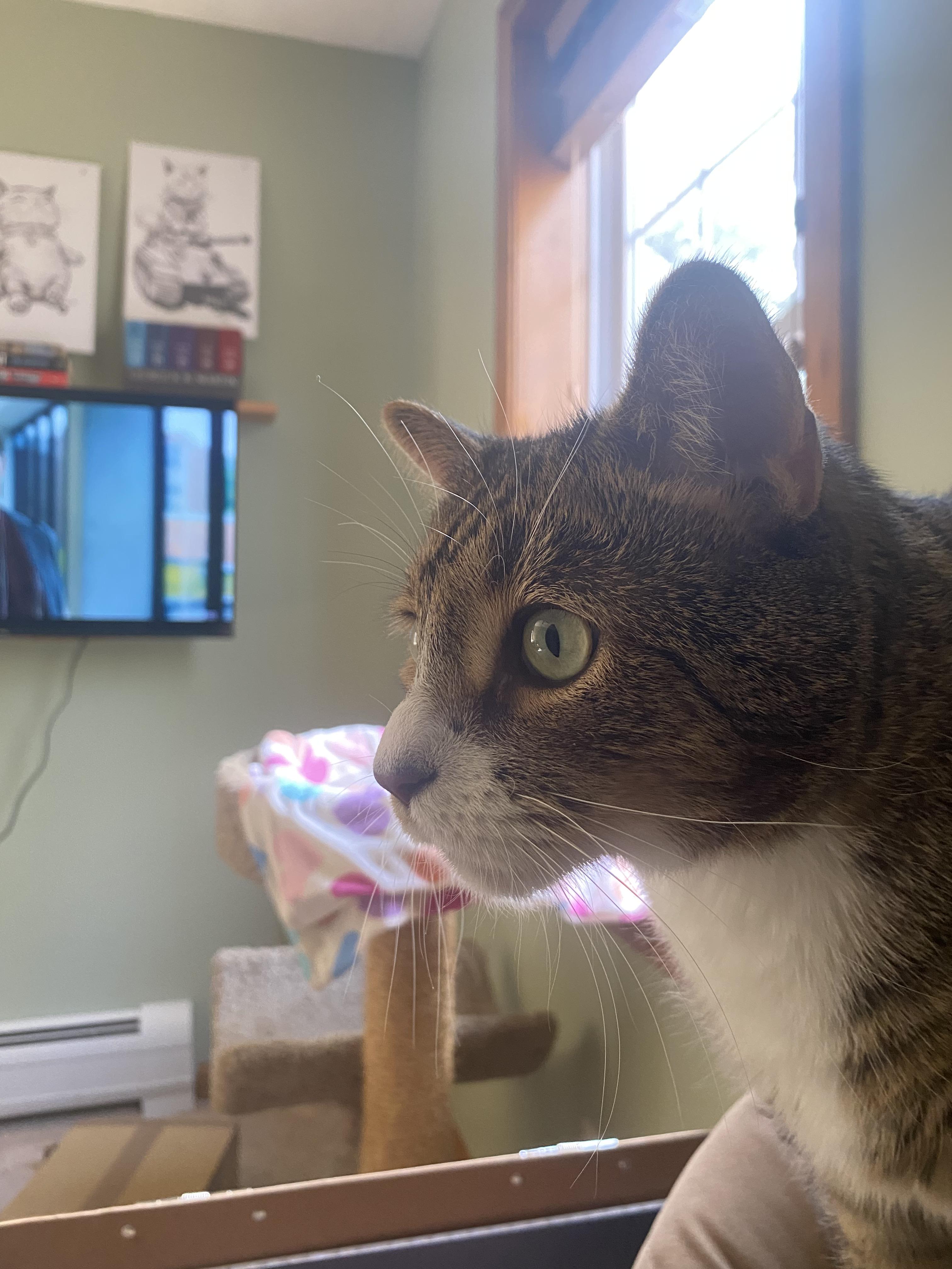 Enlarge Rocky, a Adopted Domestic Short Hair in Burlington, VT image 1/6