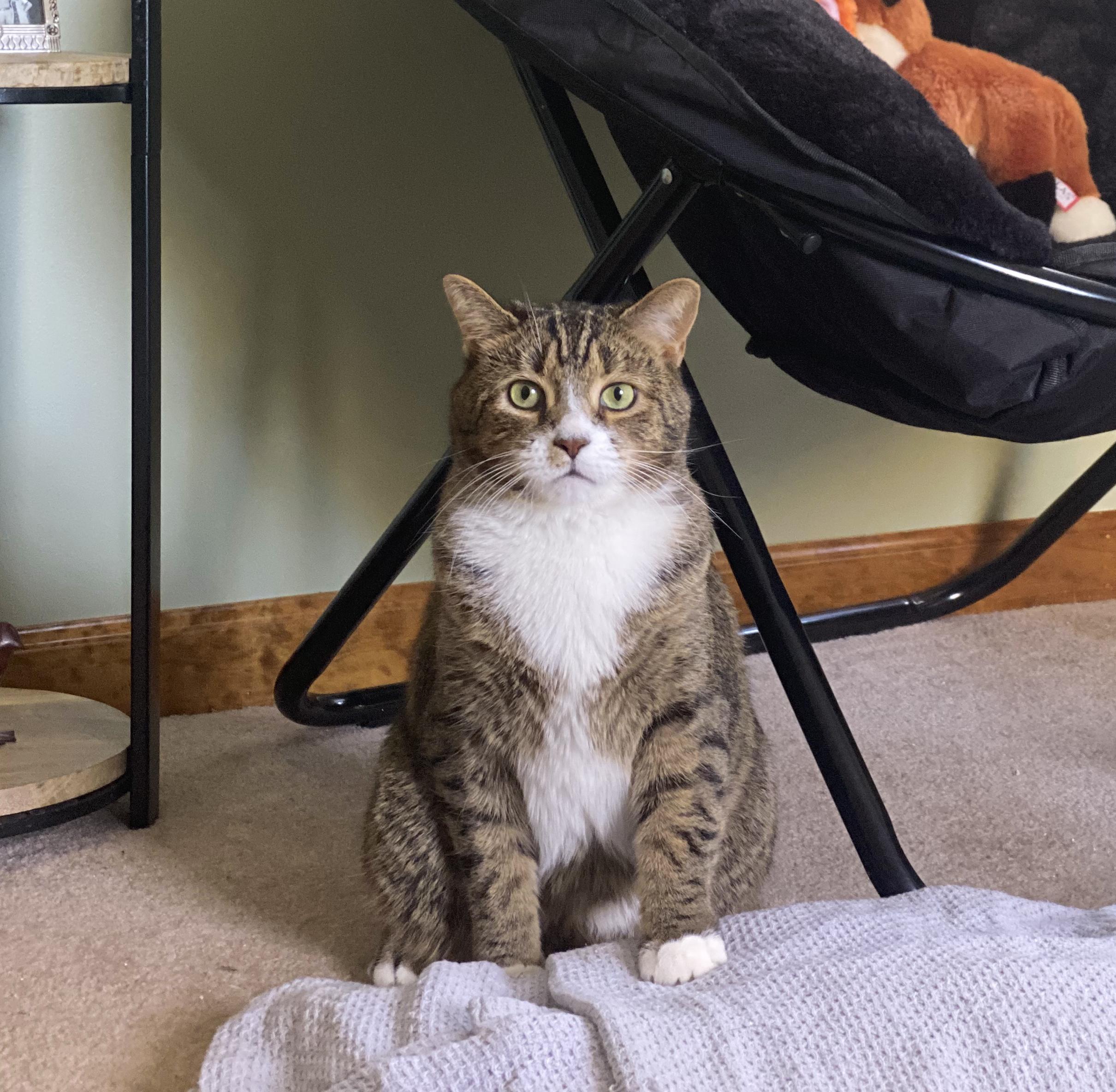 Enlarge Rocky, a Adopted Domestic Short Hair in Burlington, VT image 2/6