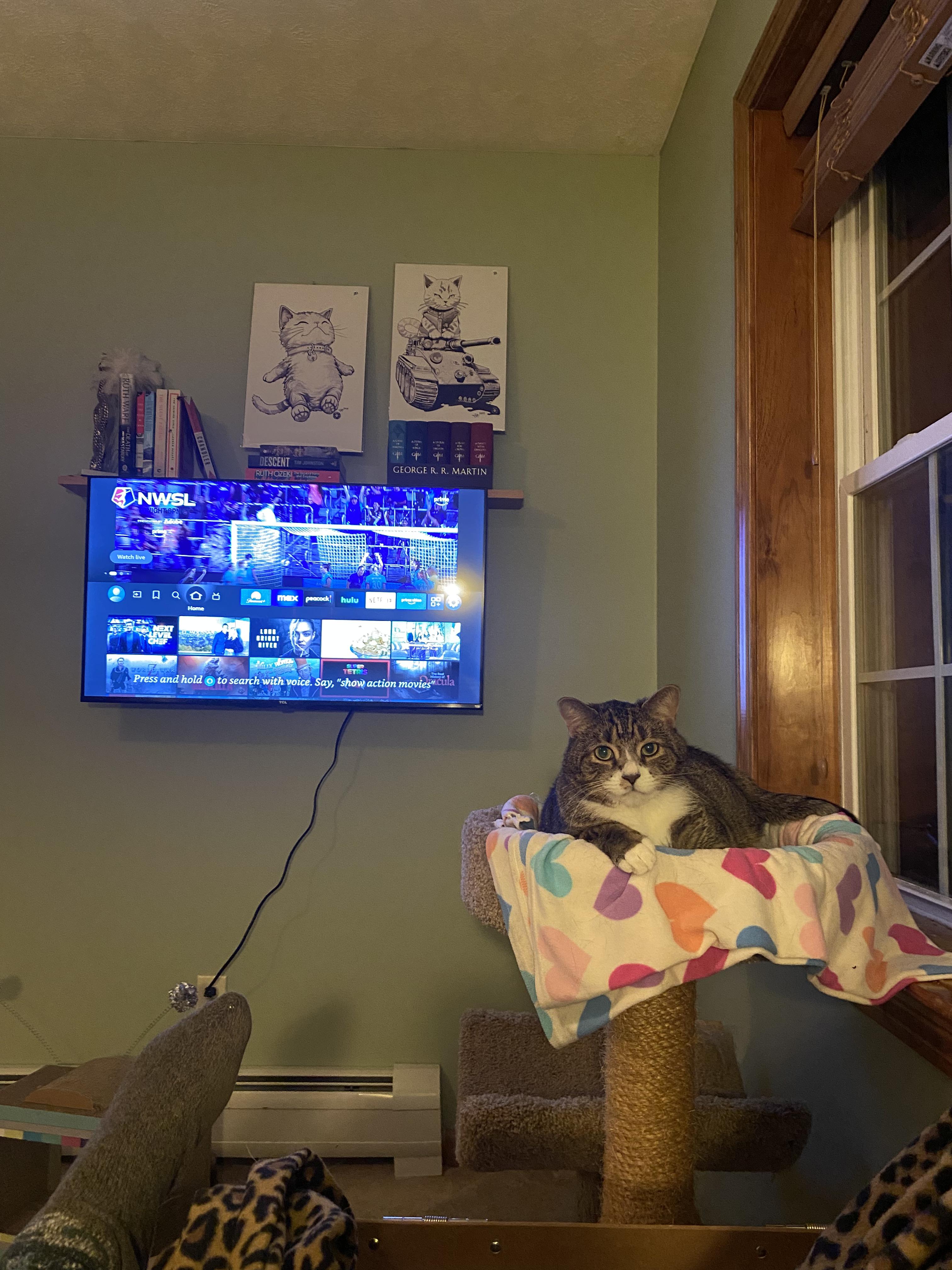 Enlarge Rocky, a Adopted Domestic Short Hair in Burlington, VT image 3/6