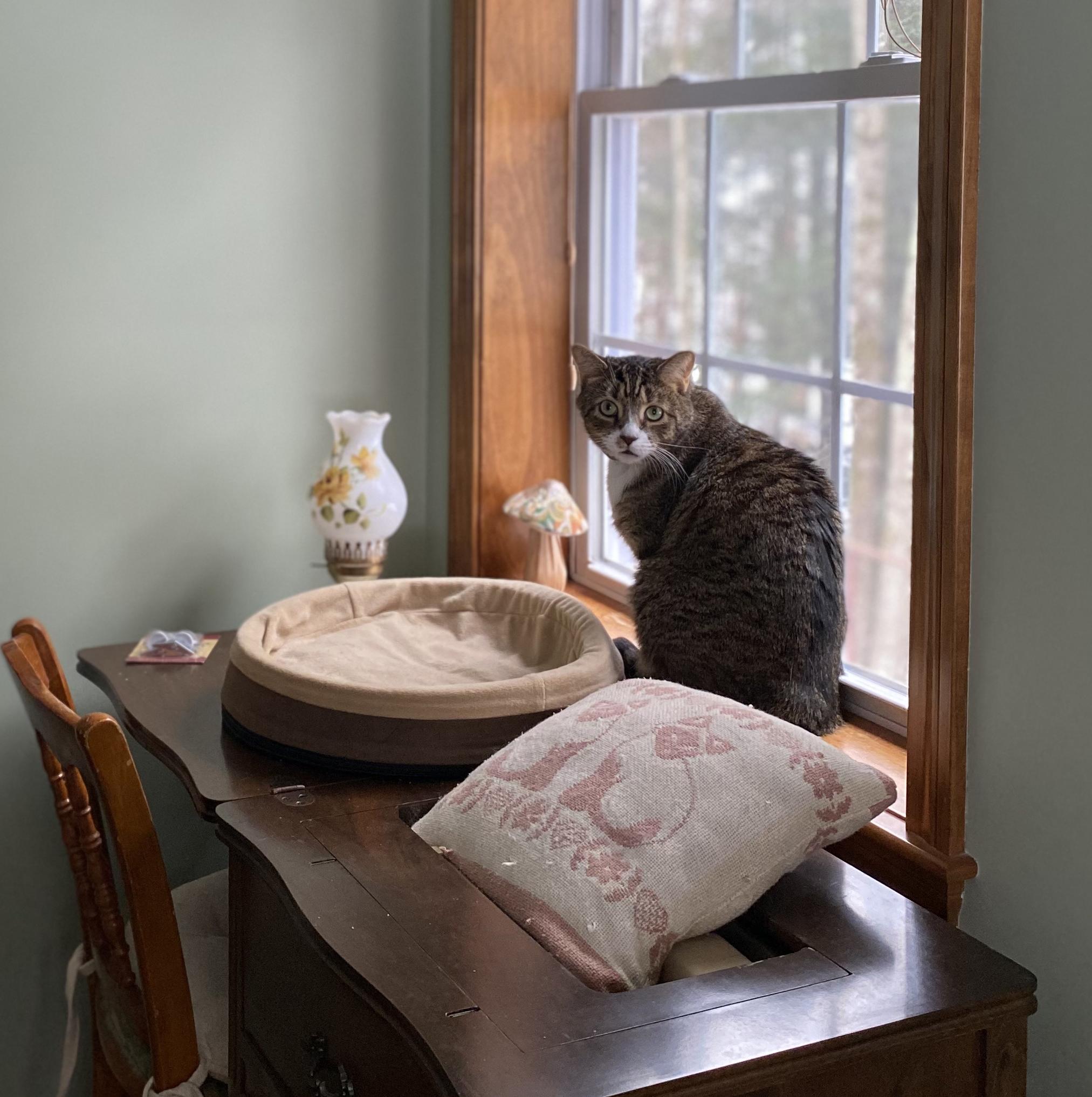 Enlarge Rocky, a Adopted Domestic Short Hair in Burlington, VT image 4/6