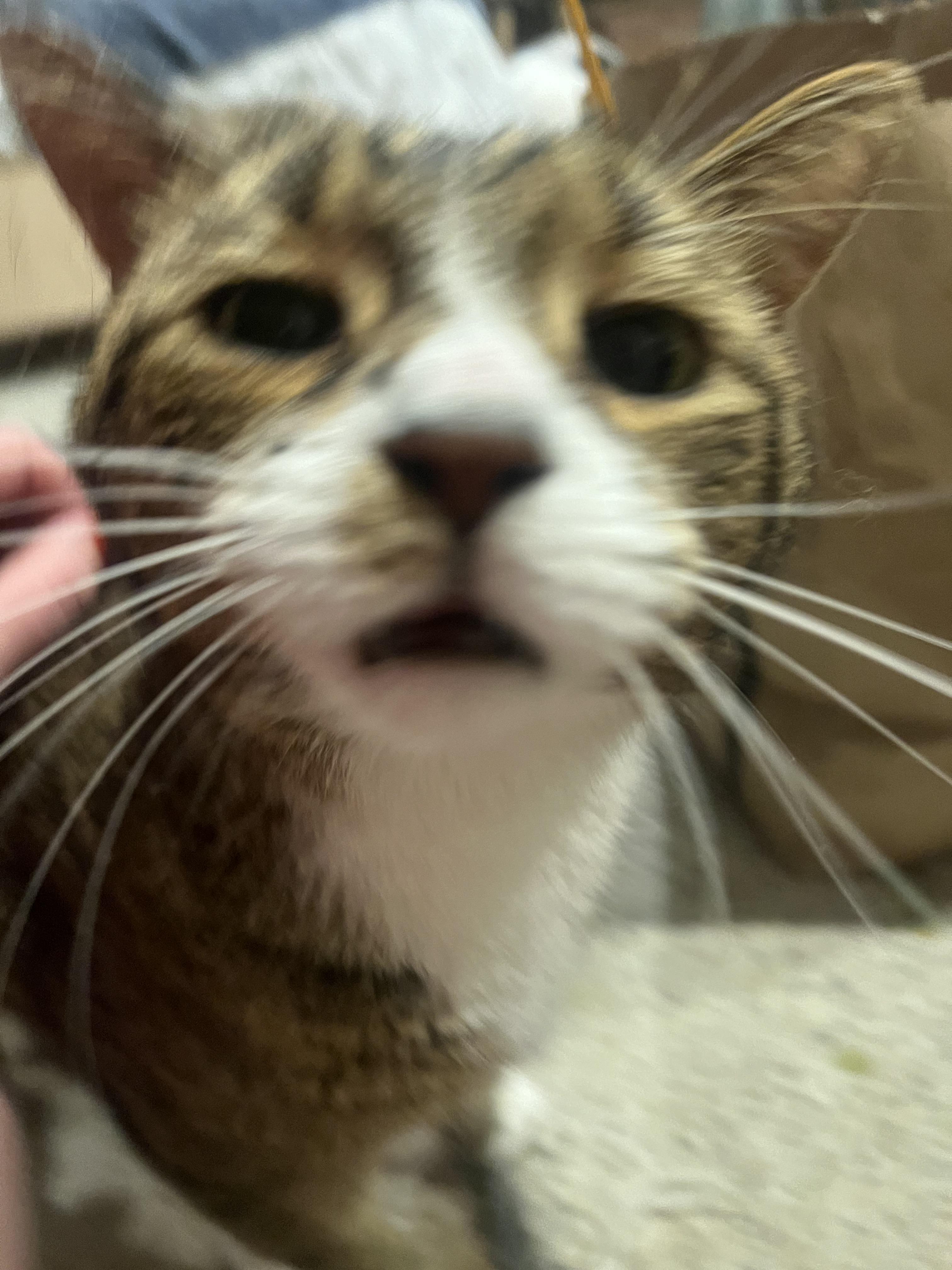 Enlarge Rocky, a Adopted Domestic Short Hair in Burlington, VT image 5/6