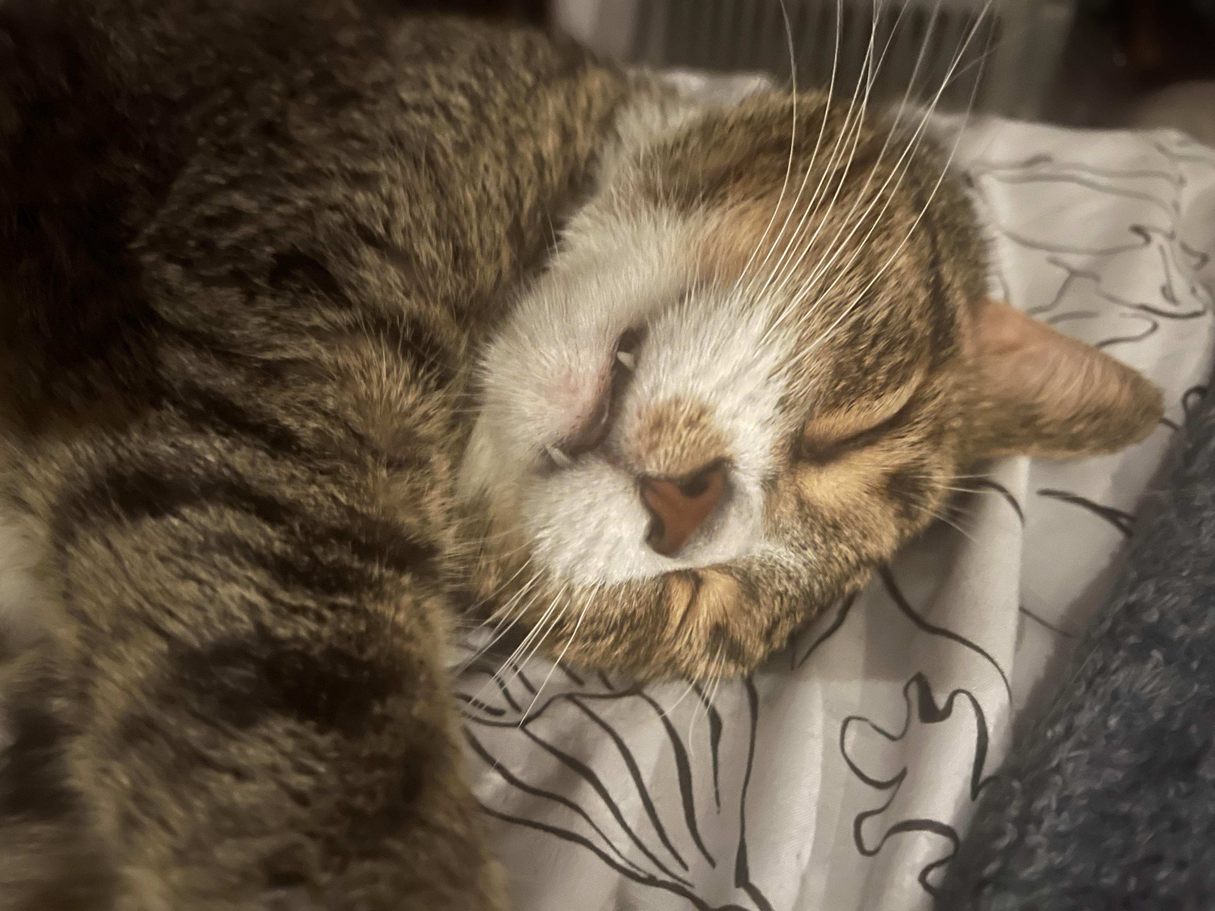 Enlarge Rocky, a Adopted Domestic Short Hair in Burlington, VT image 6/6