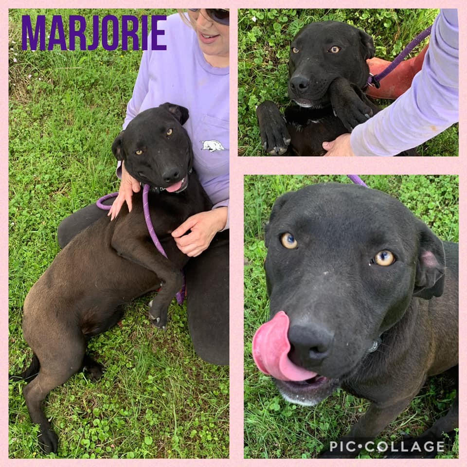 Enlarge Marjorie, a Adoptable mixed breed in Ashdown, AR image 1/8