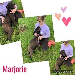 Enlarge Marjorie, a Adoptable mixed breed in Ashdown, AR image 2/8
