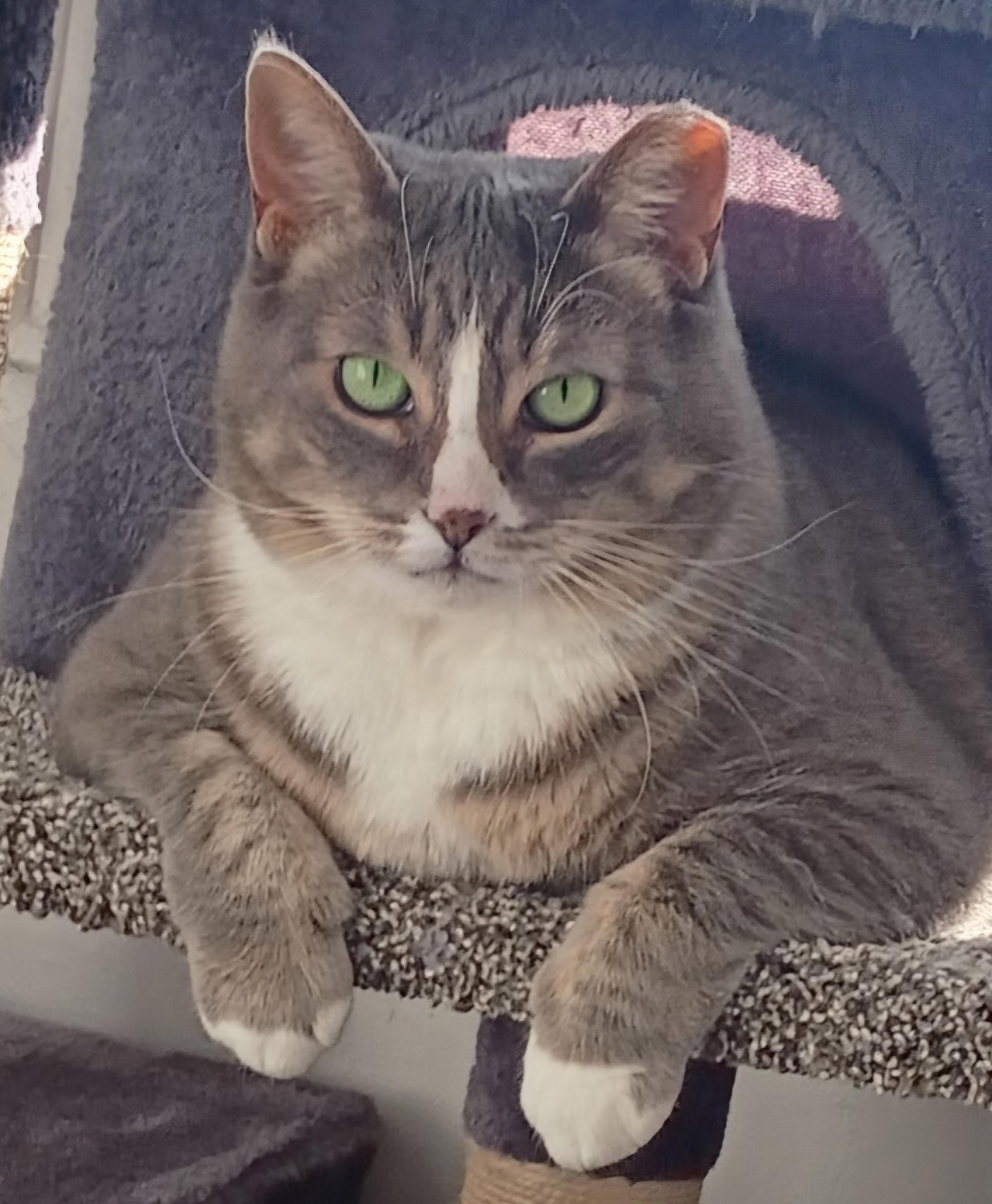 Donna, a ADOPTABLE Tabby in Mount Clemens, MI image 1/3