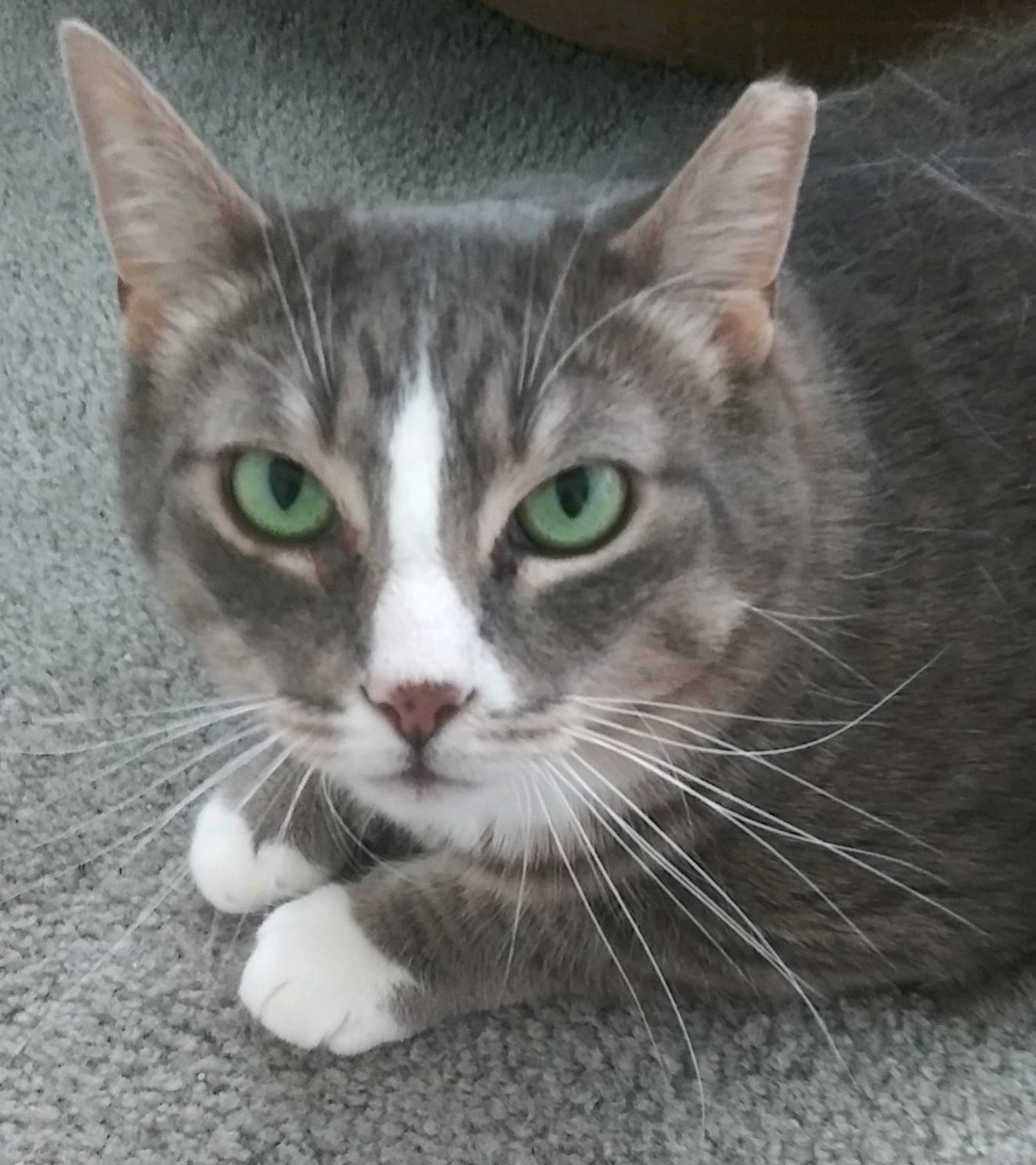 Donna, a ADOPTABLE Tabby in Mount Clemens, MI image 2/3