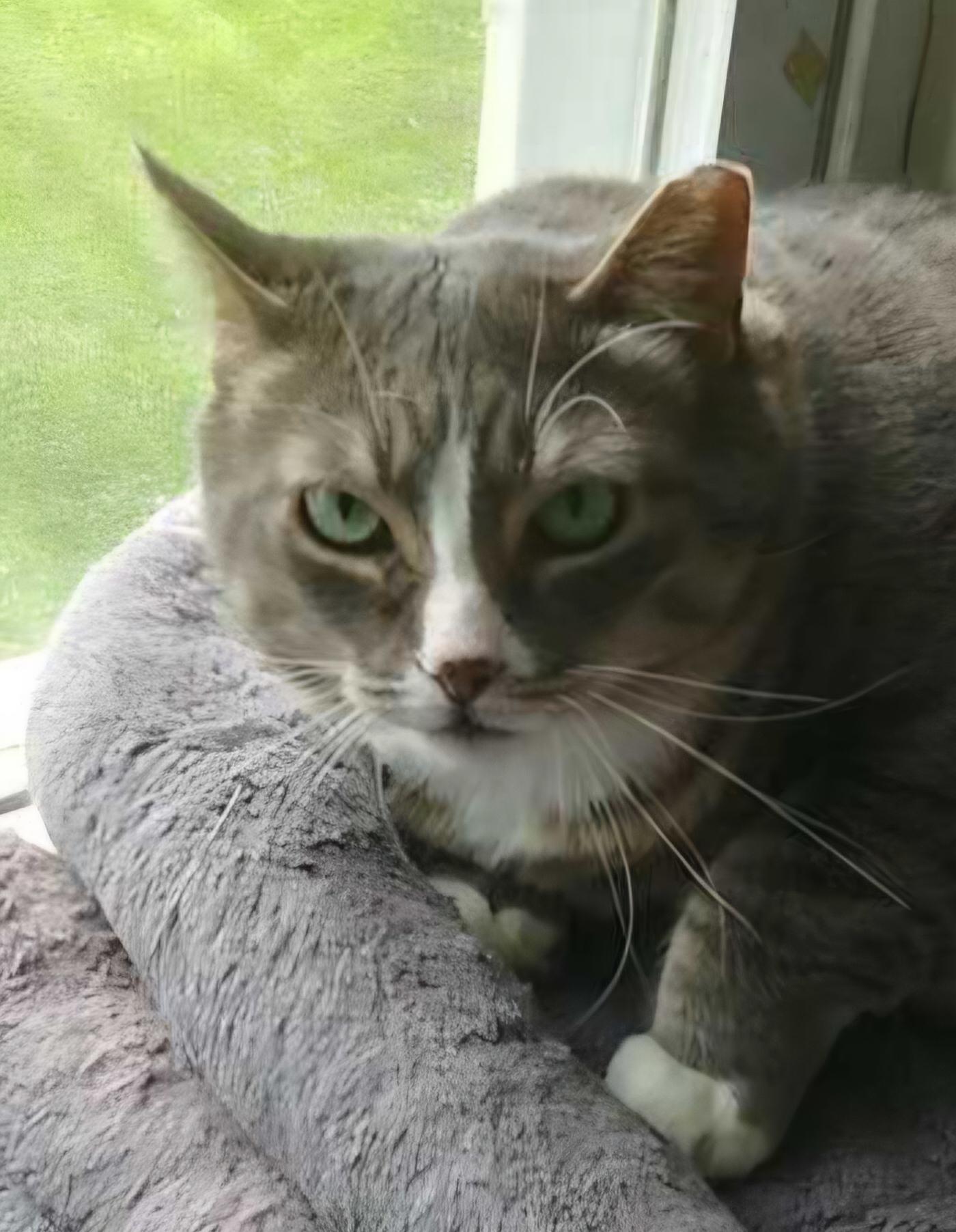 Donna, a ADOPTABLE Tabby in Mount Clemens, MI image 3/3