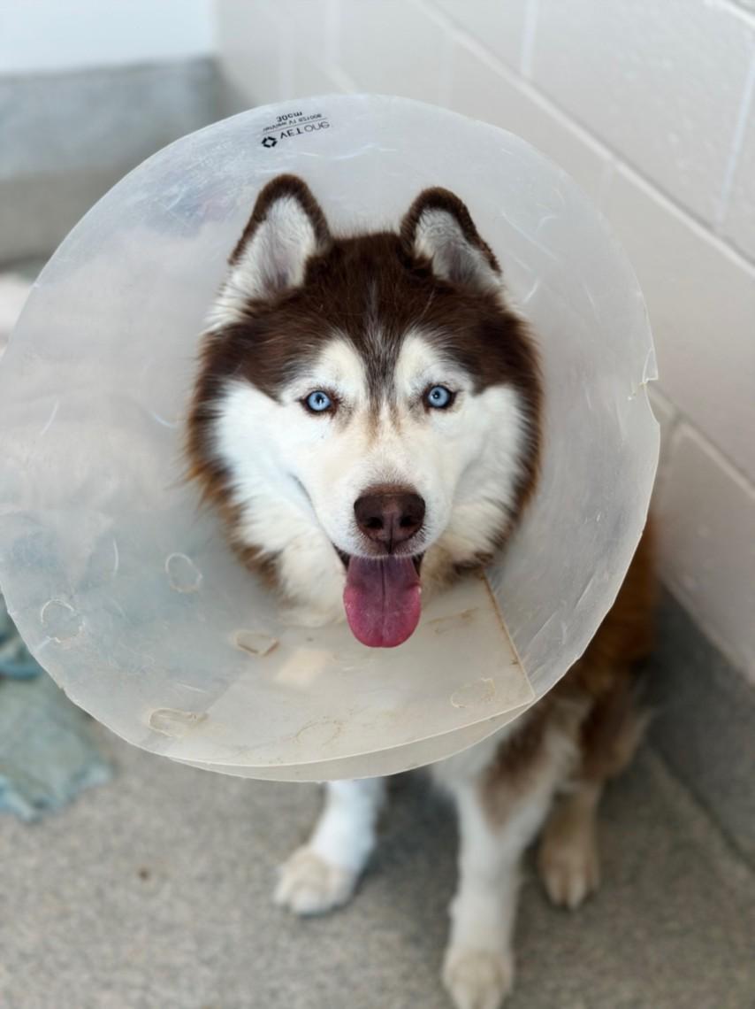 ZANDER, Adoptable, Adult Male Siberian Husky.