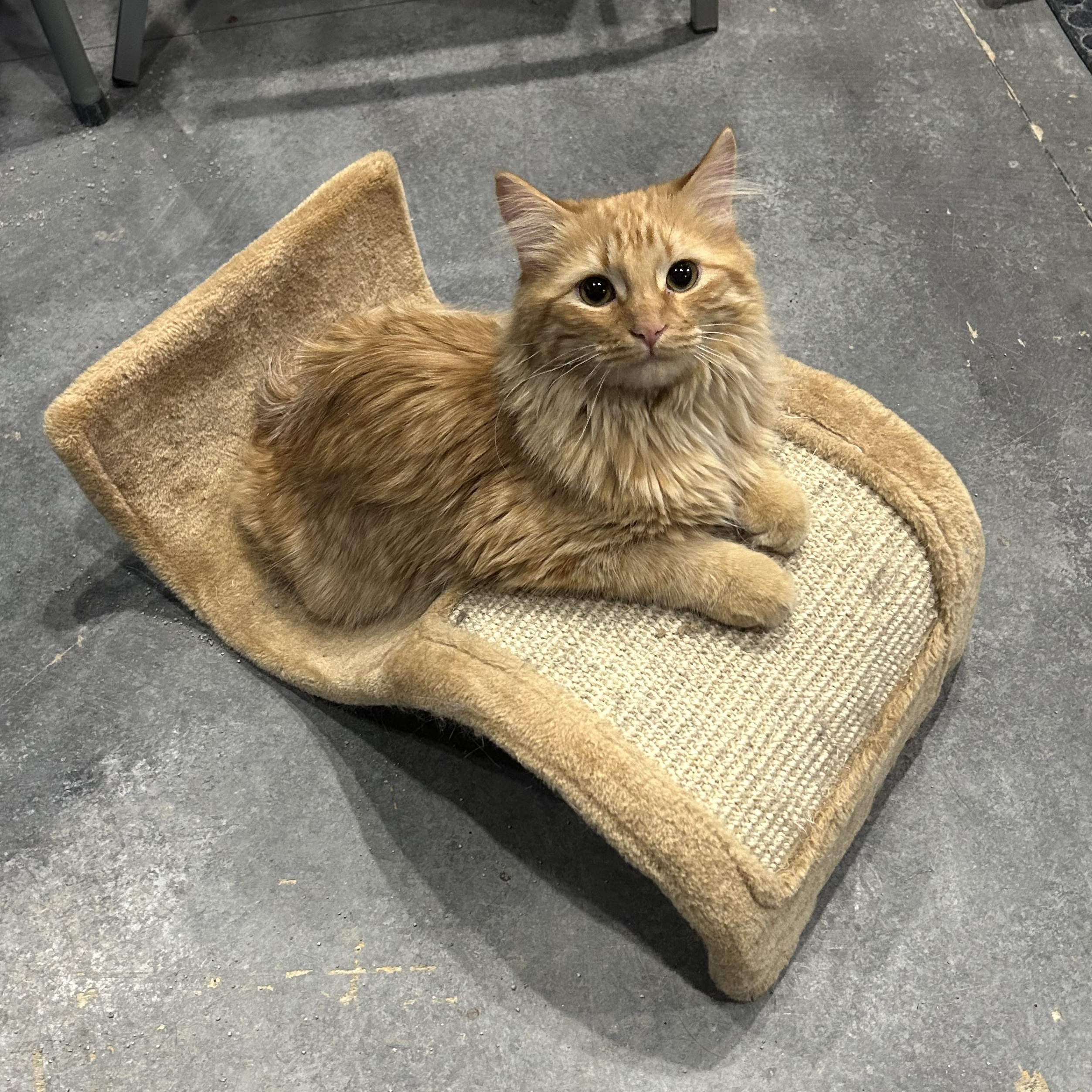 Enlarge Tanner, an adoptable Domestic Long Hair in Devils Lake, ND image 3/3