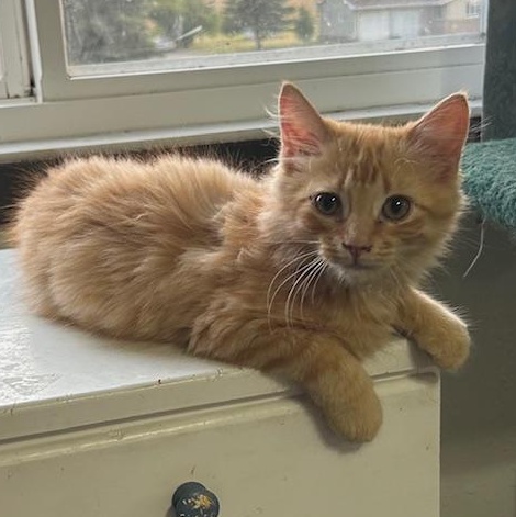 Tanner, an adoptable Domestic Long Hair in Devils Lake, ND, 58301 | Photo Image 2