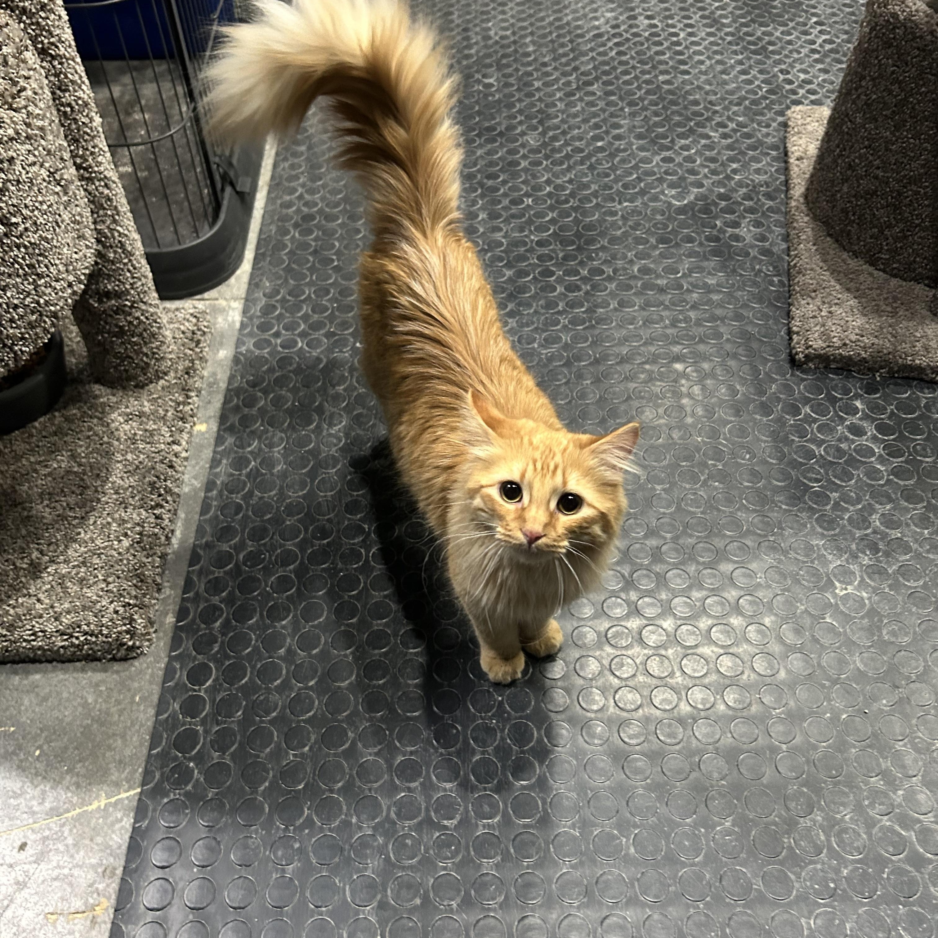 Enlarge Tanner, an adoptable Domestic Long Hair in Devils Lake, ND image 1/3