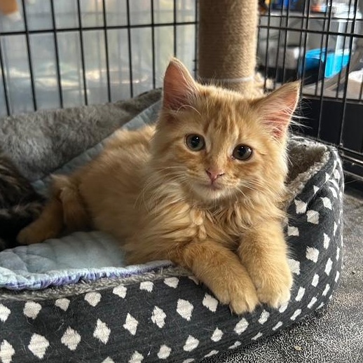 Tanner, an adoptable Domestic Long Hair in Devils Lake, ND, 58301 | Photo Image 1