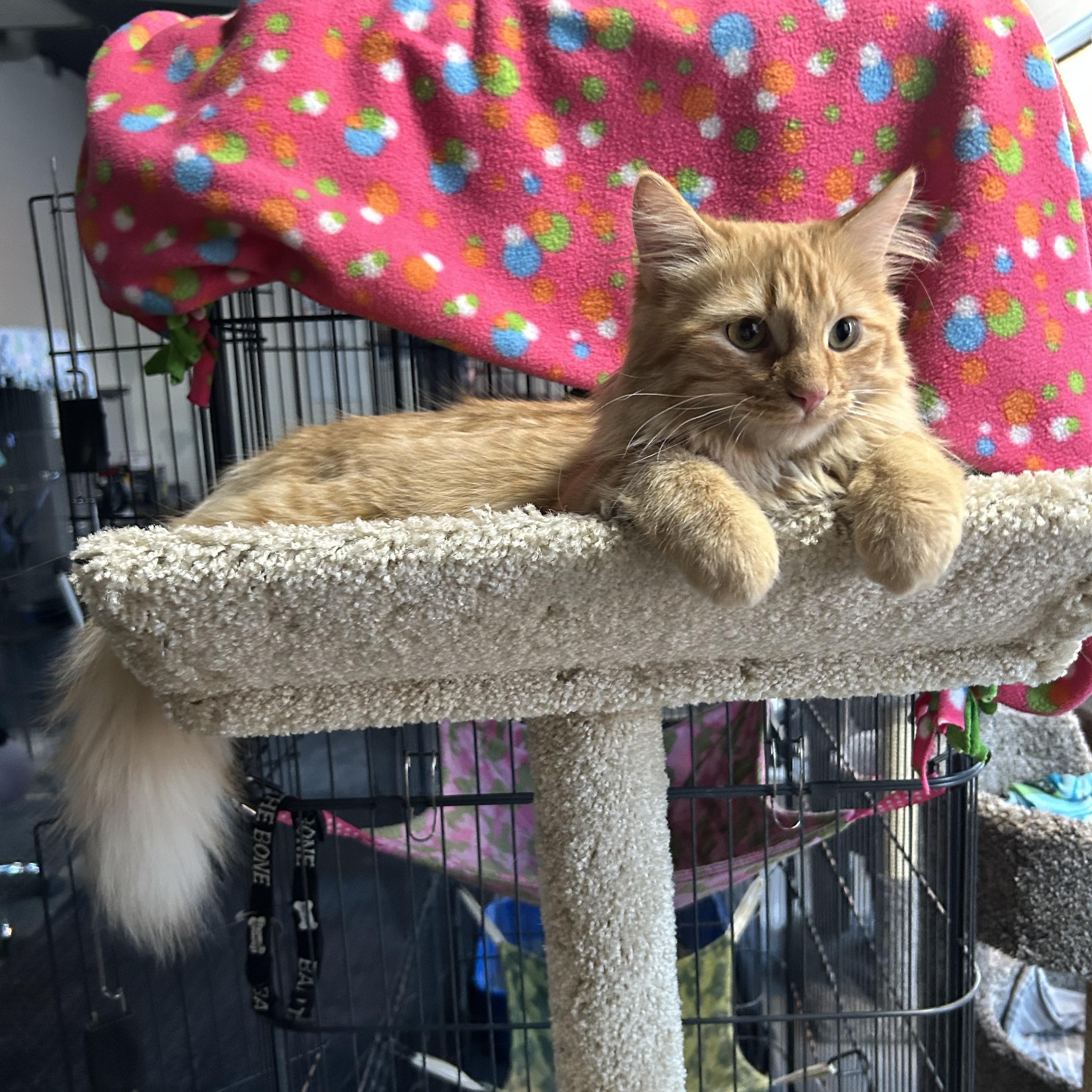 Enlarge Tanner, an adoptable Domestic Long Hair in Devils Lake, ND image 2/3