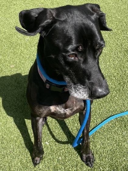 Skyy, Adoptable, Adult Female Mixed Breed & Mixed Breed.