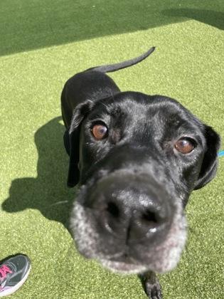Enlarge Skyy, a Adoptable mixed breed in Independence, MO image 2/3