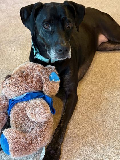 Enlarge Skyy, a Adoptable mixed breed in Independence, MO image 3/3