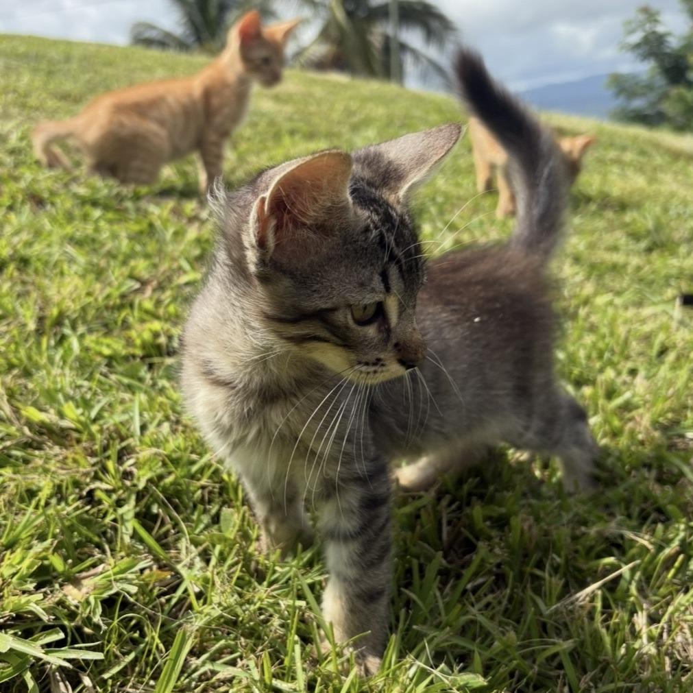 Hagrid, a Adoptable Domestic Short Hair in Rio Grande, PR image 1/2