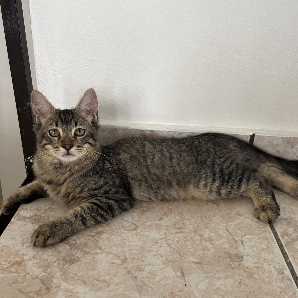 Hagrid, a Adoptable Domestic Short Hair in Rio Grande, PR image 2/2
