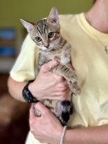 Edgar, an adoptable Domestic Short Hair in El Reno, OK, 73036 | Photo Image 1