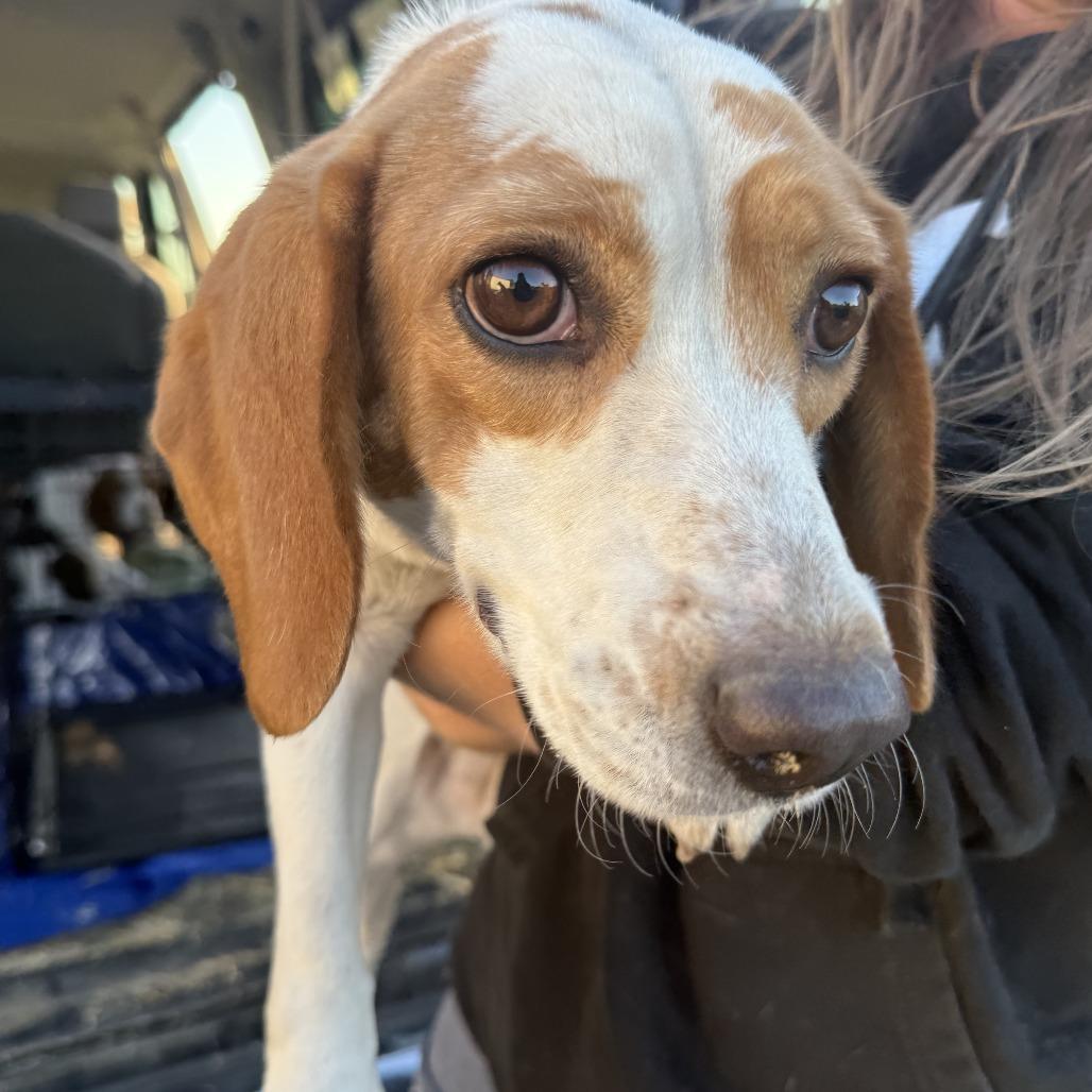 Tilda, Adoptable, Adult Female Beagle.