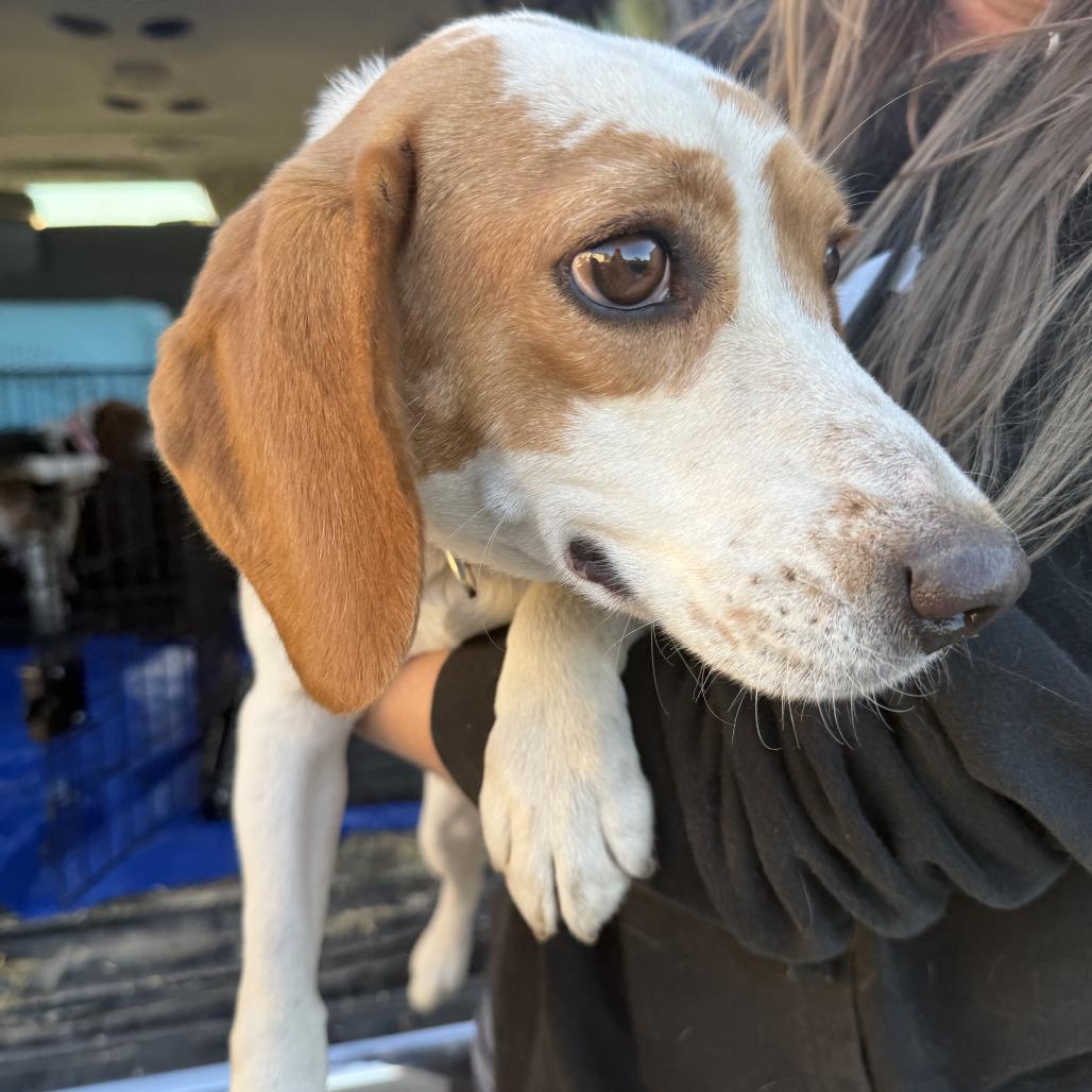 Tilda, a Adoptable Beagle in Nowata, OK image 1/3