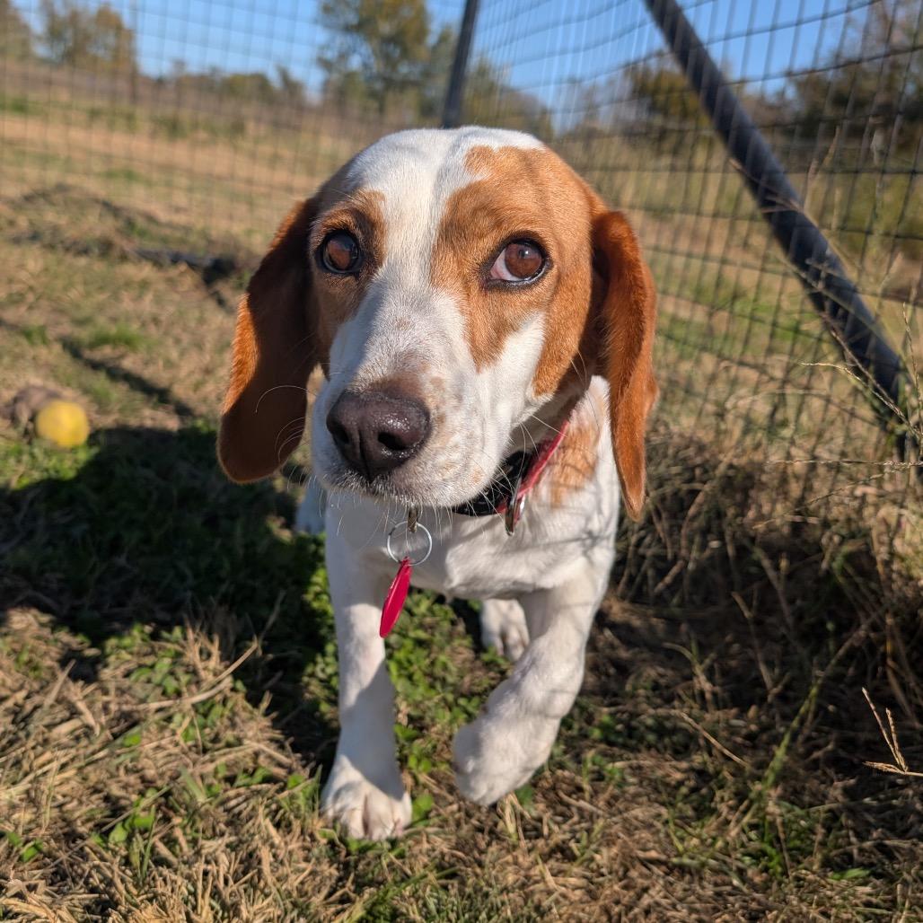 Tilda, a Adoptable Beagle in Nowata, OK image 3/3