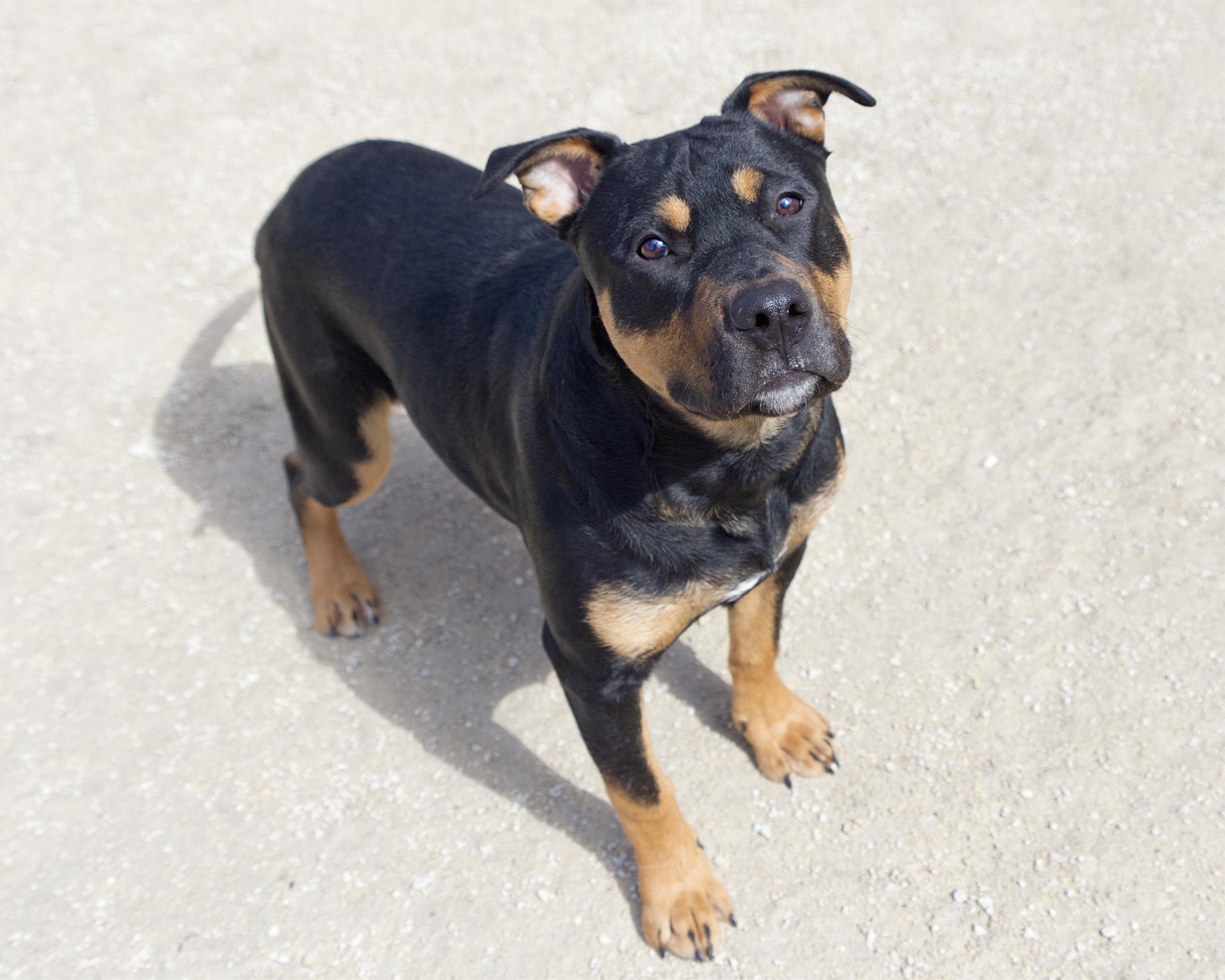 Enlarge Clayton, an adopted mixed breed in Winnipeg, MB image 2/3