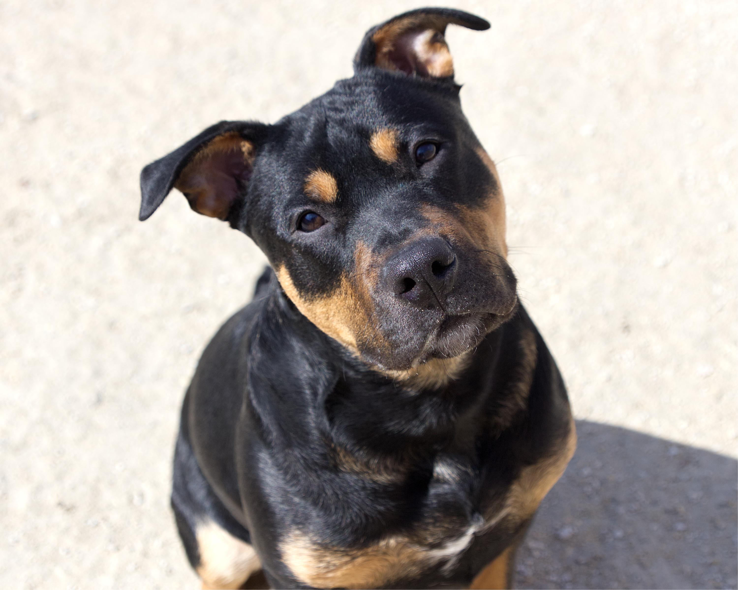 Enlarge Clayton, an adopted mixed breed in Winnipeg, MB image 1/3