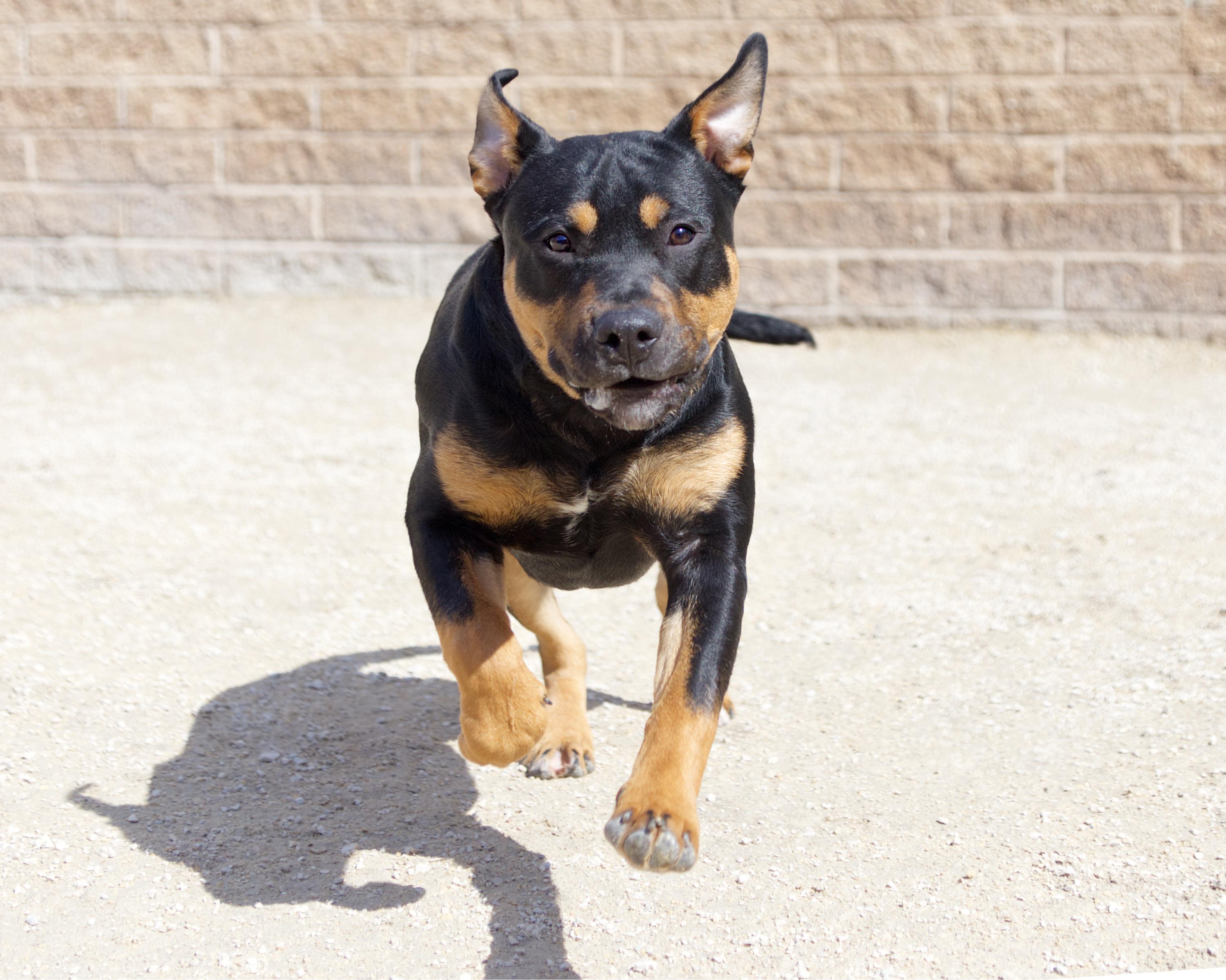 Enlarge Clayton, an adopted mixed breed in Winnipeg, MB image 3/3