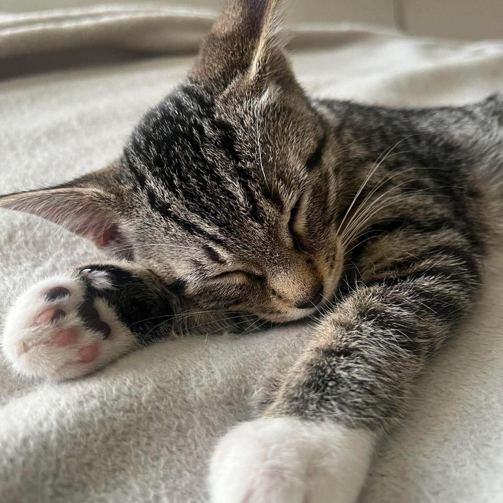 Enlarge Brioche, a Adoptable Domestic Short Hair in Plainfield, IL image 1/3