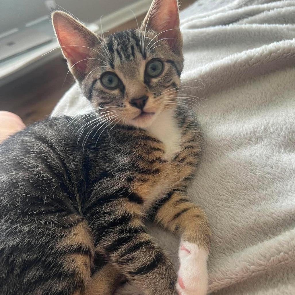 Enlarge Brioche, a Adoptable Domestic Short Hair in Plainfield, IL image 2/3