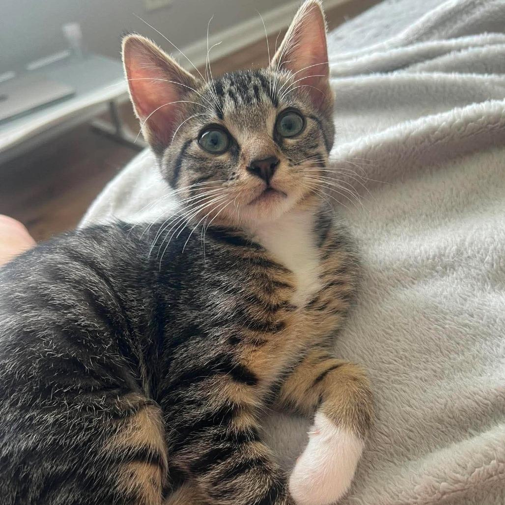 Enlarge Brioche, a Adoptable Domestic Short Hair in Plainfield, IL image 3/3