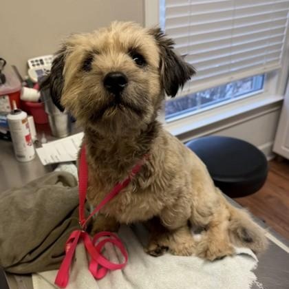Herbert, Adoptable, Adult Male Yorkshire Terrier & Mixed Breed.