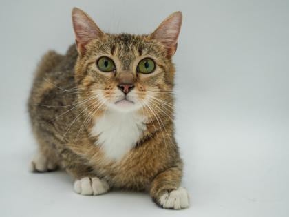 Brooklyn, Adoptable, Adult Female Domestic Short Hair & Domestic Short Hair.