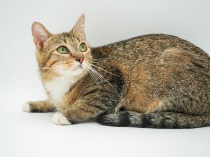 Enlarge Brooklyn, a Adoptable mixed breed in Bowling Green, KY image 2/3