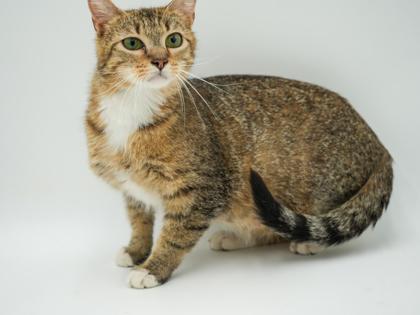 Enlarge Brooklyn, a Adoptable mixed breed in Bowling Green, KY image 3/3