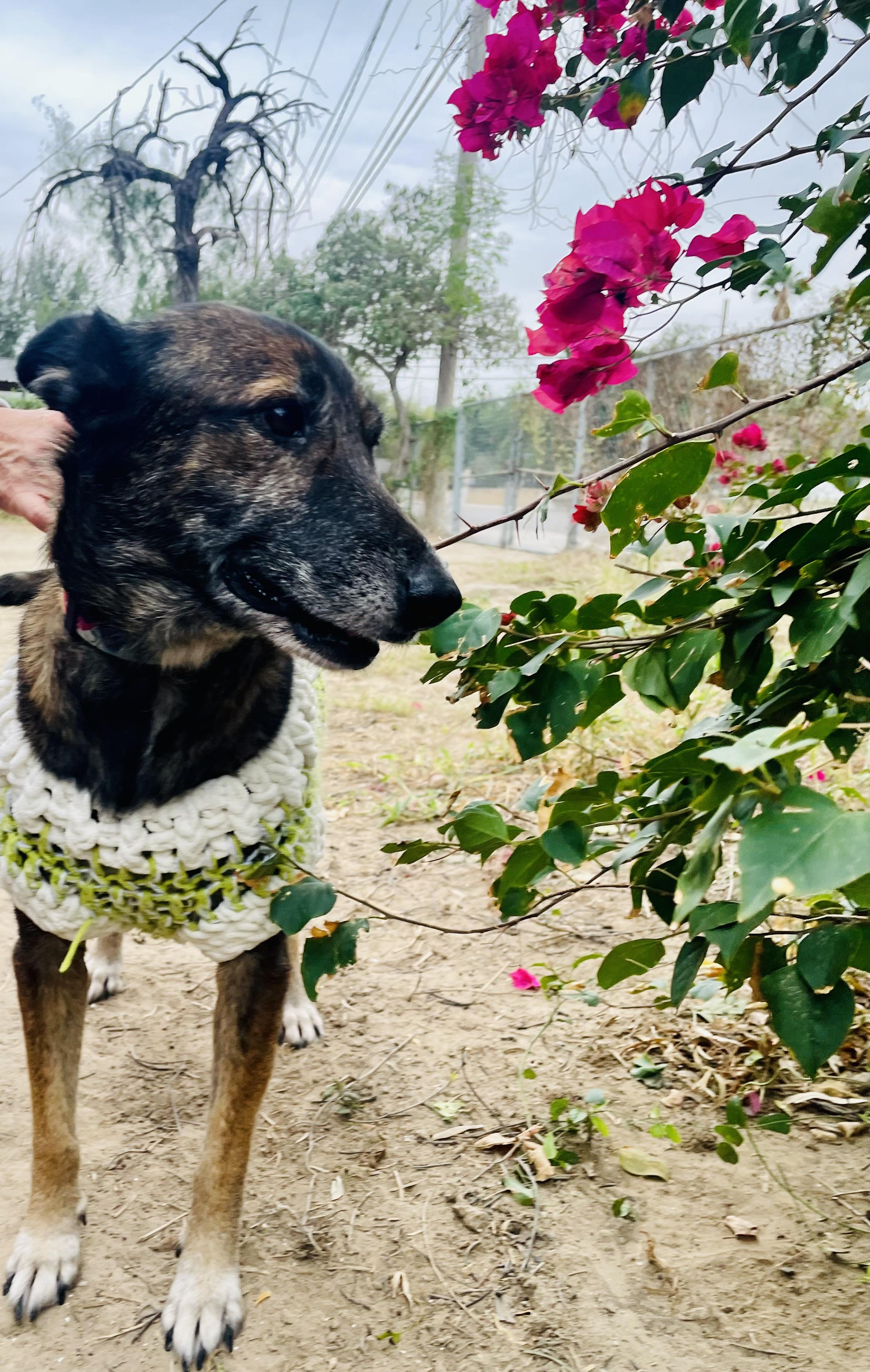 Daisy, Adoptable, Young Female Belgian Shepherd / Malinois.