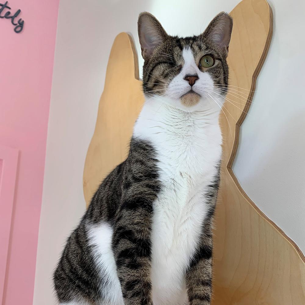 Enlarge Jayy, a Adoptable Domestic Short Hair in Port Washington, NY image 1/2