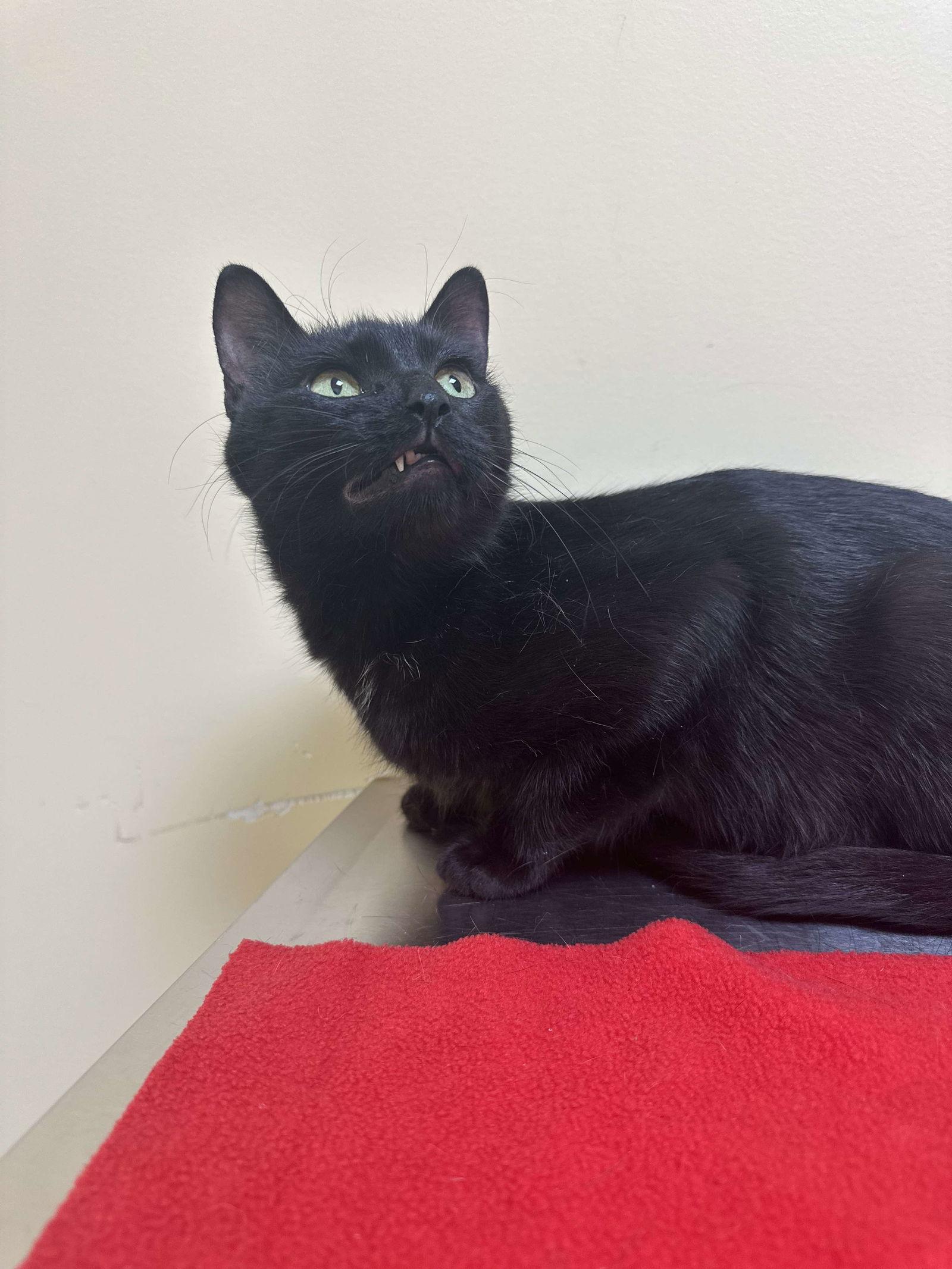 Enlarge Kiwi, a Adoptable Domestic Short Hair in Burton, MI image 1/3